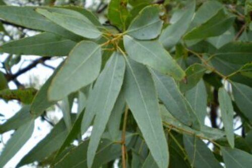 8 Eucalyptus Essential Oil Benefits