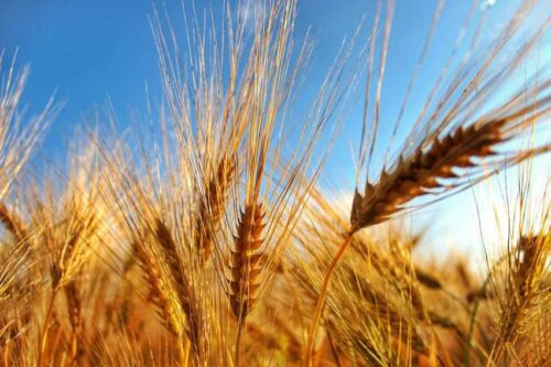 Wheat or Tare??? Which are You?