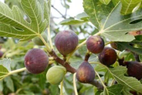 Learning from the Fig Tree